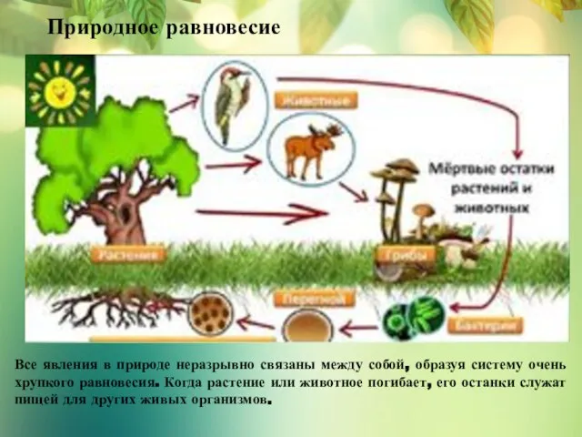 Природное равновесие Все явления в природе неразрывно связаны между собой, образуя систему