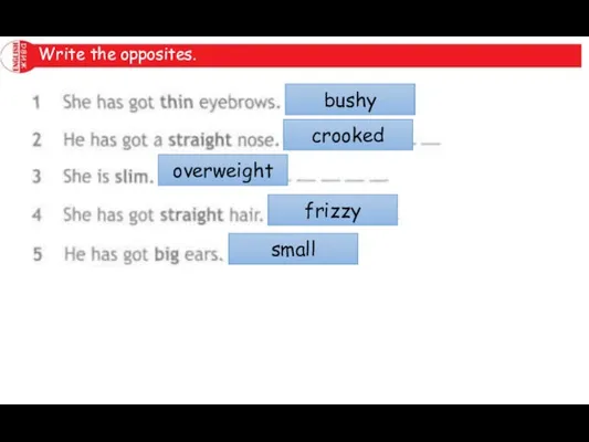Write the opposites. bushy crooked overweight frizzy small