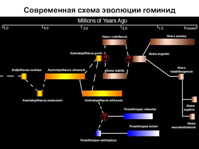 Современная схема эволюции гоминид
