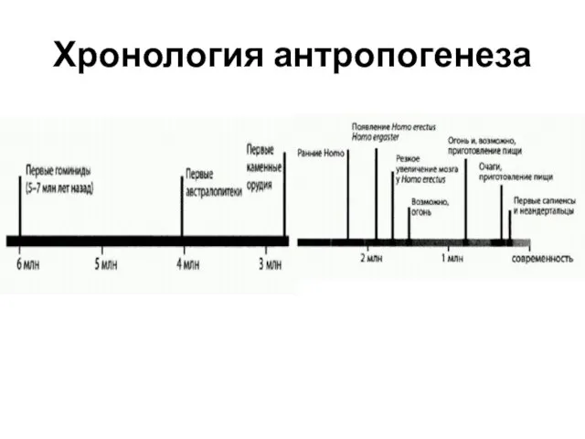 Хронология антропогенеза