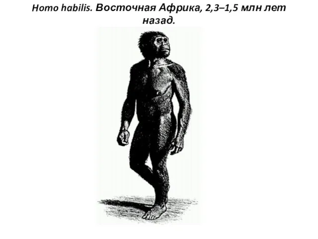Homo habilis. Восточная Африка, 2,3–1,5 млн лет назад.