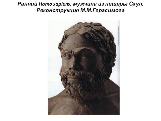Ранний Homo sapiens, мужчина из пещеры Схул. Реконструкция М.М.Герасимова