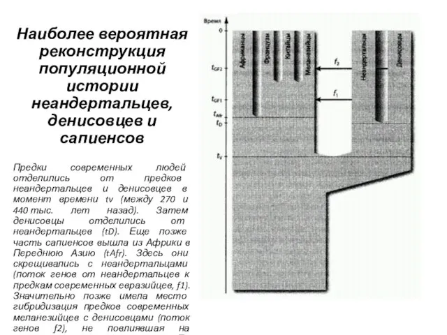 Наиболее вероятная реконструкция популяционной истории неандертальцев, денисовцев и сапиенсов Предки современных людей