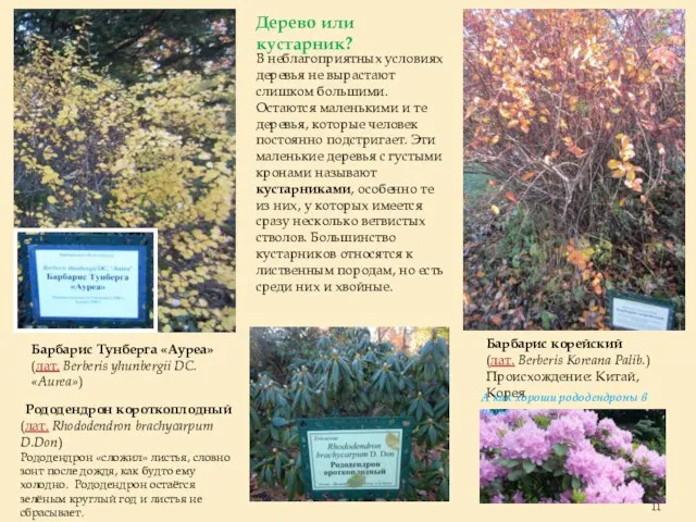 Барбарис корейский (лат. Berberis Koreana Palib.) Происхождение: Китай, Корея Барбарис Тунберга «Ауреа»