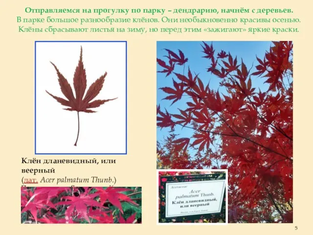 Клён дланевидный, или веерный (лат. Acer palmatum Thunb.) Происхождение: Япония, п-ов Корея,