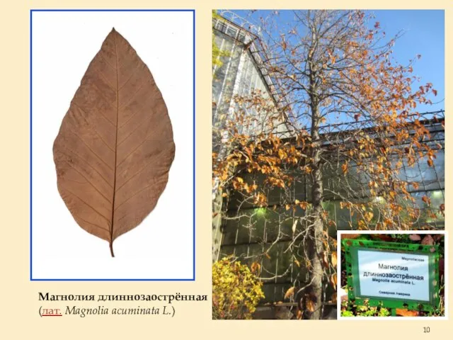 Магнолия длиннозаострённая (лат. Magnolia acuminata L.)