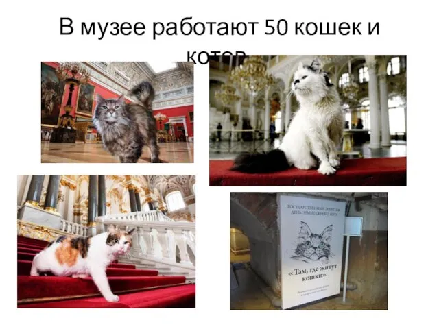 В музее работают 50 кошек и котов.