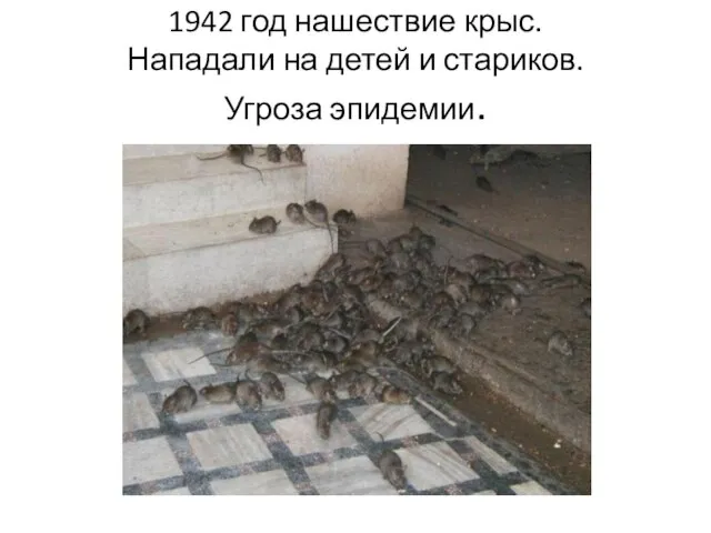 1942 год нашествие крыс. Нападали на детей и стариков. Угроза эпидемии.