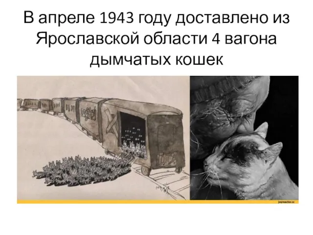 В апреле 1943 году доставлено из Ярославской области 4 вагона дымчатых кошек