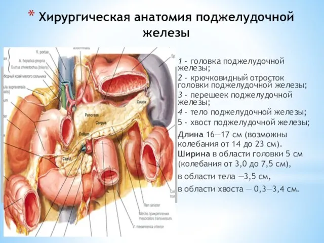 Хирургическая анатомия поджелудочной железы 1 - головка поджелудочной железы; 2 - крючковидный