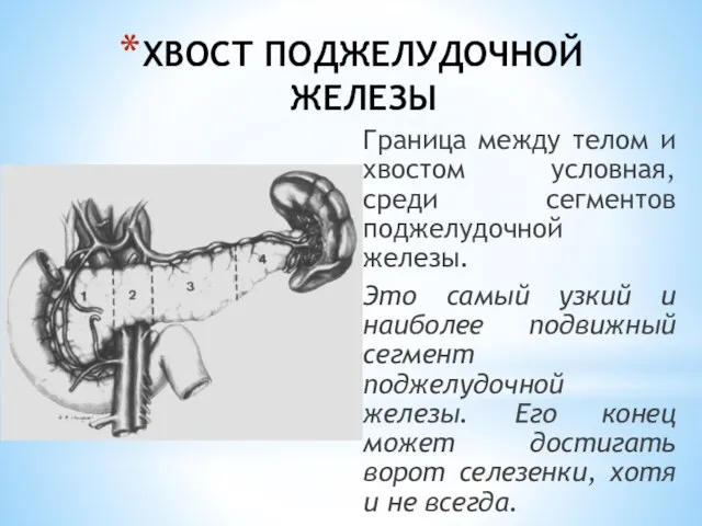 ХВОСТ ПОДЖЕЛУДОЧНОЙ ЖЕЛЕЗЫ Граница между телом и хвостом условная, среди сегментов поджелудочной