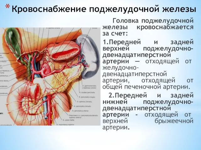 Кровоснабжение поджелудочной железы Головка поджелудочной железы кровоснабжается за счет: 1.Передней и задней