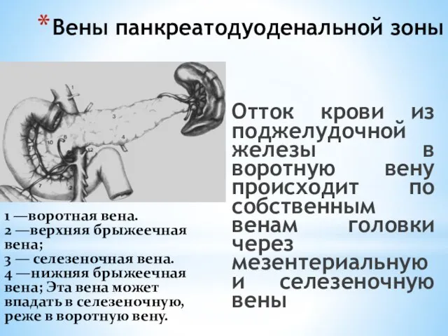 Вены панкреатодуоденальной зоны Отток крови из поджелудочной железы в воротную вену происходит