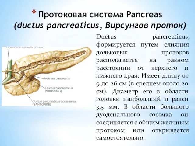 Протоковая система Pancreas (ductus pancreaticus, Вирсунгов проток) Ductus pancreaticus, формируется путем слияния