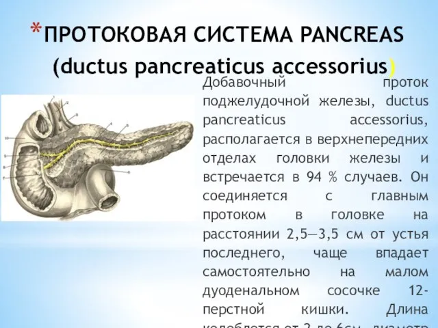 ПРОТОКОВАЯ СИСТЕМА PANCREAS (ductus pancreaticus accessorius) Добавочный проток поджелудочной железы, ductus pancreaticus