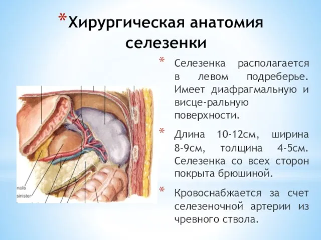 Хирургическая анатомия селезенки Селезенка располагается в левом подреберье. Имеет диафрагмальную и висце-ральную