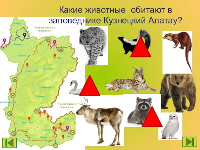 Какие животные обитают в заповеднике Кузнецкий Алатау?