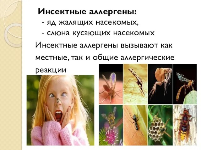 Инсектные аллергены: - яд жалящих насекомых, - слюна кусающих насекомых Инсектные аллергены