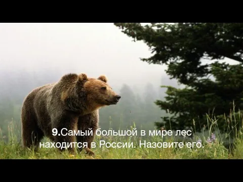 9.Самый большой в мире лес находится в России. Назовите его.