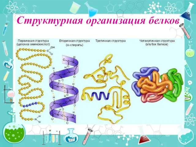 Структурная организация белков