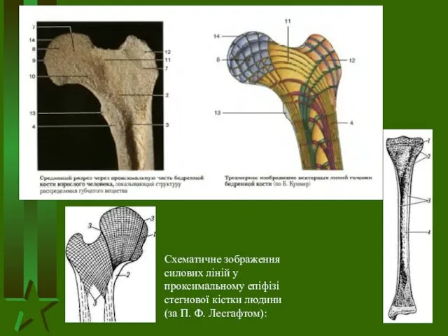 Схематичне зображення силових ліній у проксимальному епіфізі стегнової кістки людини (за П. Ф. Лесгафтом):