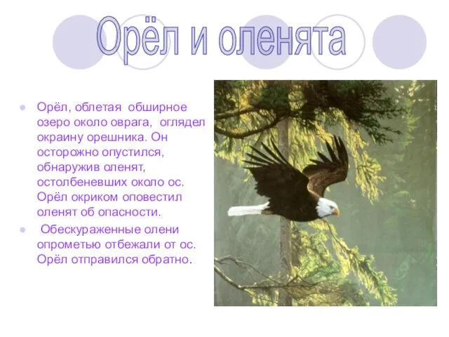 Орёл, облетая обширное озеро около оврага, оглядел окраину орешника. Он осторожно опустился,