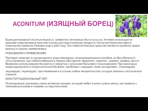 ACONITUM (ИЗЯЩНЫЙ БОРЕЦ) Борец реповидный (Aconitum Napellus) семейство лютиковых (Ranunculaceae). Активно используется