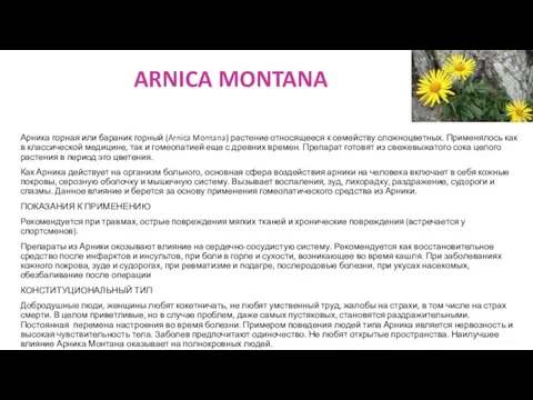 ARNICA MONTANA Арника горная или бараник горный (Arnica Montana) растение относящееся к