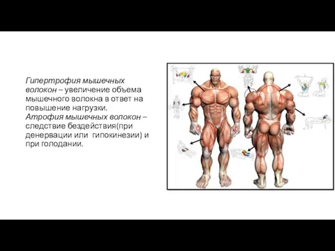 Гипертрофия мышечных волокон – увеличение объема мышечного волокна в ответ на повышение