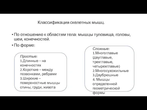 Классификация скелетных мышц. По отношению к областям тела: мышцы туловища, головы, шеи,