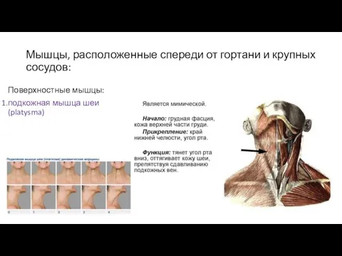 Мышцы, расположенные спереди от гортани и крупных сосудов: Поверхностные мышцы: подкожная мышца шеи (platysma)