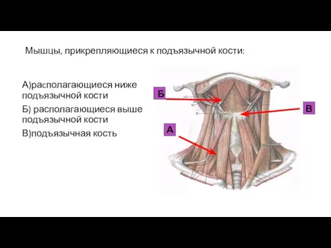 Мышцы, прикрепляющиеся к подъязычной кости: А)раcполагающиеся ниже подъязычной кости Б) располагающиеся выше