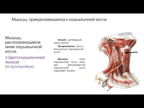 Мышцы, прикрепляющиеся к подъязычной кости: Мышцы, раcполагающиеся ниже подъязычной кости: 4.Щитоподъязычная мышца (m.tyrohyoideys)
