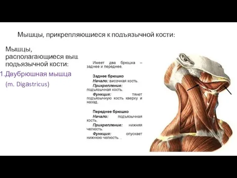 Мышцы, прикрепляющиеся к подъязычной кости: Мышцы, располагающиеся выше подъязычной кости: Двубрюшная мышца (m. Digаstricus)