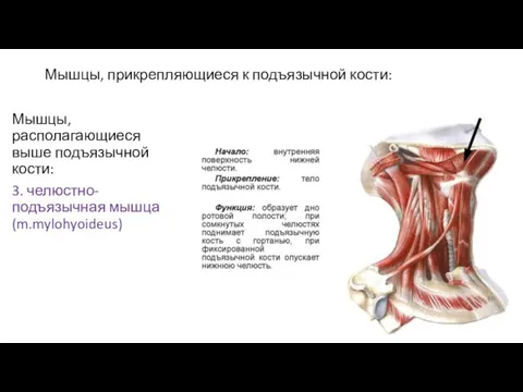 Мышцы, прикрепляющиеся к подъязычной кости: Мышцы, располагающиеся выше подъязычной кости: 3. челюстно-подъязычная мышца(m.mylohyoideus)