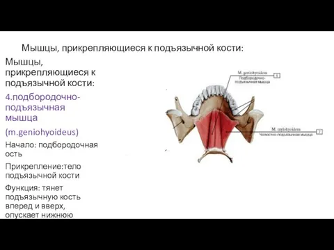 Мышцы, прикрепляющиеся к подъязычной кости: Мышцы, прикрепляющиеся к подъязычной кости: 4.подбородочно-подъязычная мышца