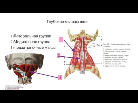 Глубокие мышцы шеи. 1)Латеральная группа 2)Медиальная группа 3)Подзатылочные мышцы