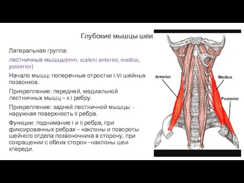 Глубокие мышцы шеи. Латеральная группа: лестничные мышцы(mm. scaleni anterior, medius, posterior) Начало