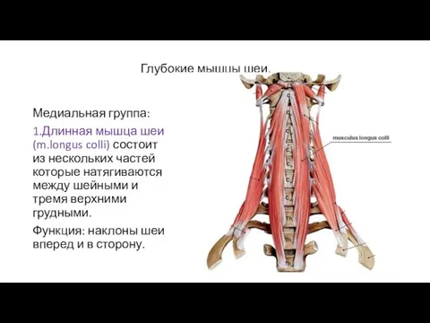 Глубокие мышцы шеи. Медиальная группа: 1.Длинная мышца шеи(m.longus colli) состоит из нескольких