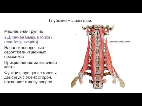 Глубокие мышцы шеи. Медиальная группа: 2.Длинная мышца головы(mm. longus capitis) Начало: поперечные