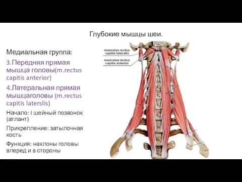 Глубокие мышцы шеи. Медиальная группа: 3.Передняя прямая мышца головы(m.rectus capitis anterior) 4.Латеральная