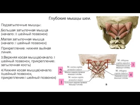 Глубокие мышцы шеи. Подзатылочные мышцы: Большая затылочная мышца(начало: II шейный позвонок) Малая