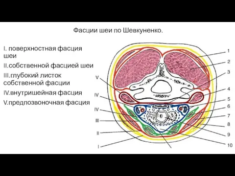 Фасции шеи по Шевкуненко. I. поверхностная фасция шеи II.собственной фасцией шеи III.глубокий