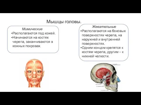 Мышцы головы. Мимические Располагаются под кожей. Начинаются на костях черепа, заканчиваются в