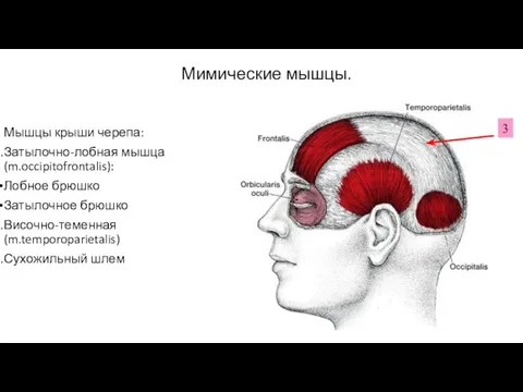 Мимические мышцы. Мышцы крыши черепа: Затылочно-лобная мышца(m.occipitofrontalis): Лобное брюшко Затылочное брюшко Височно-теменная(m.temporoparietalis) Сухожильный шлем