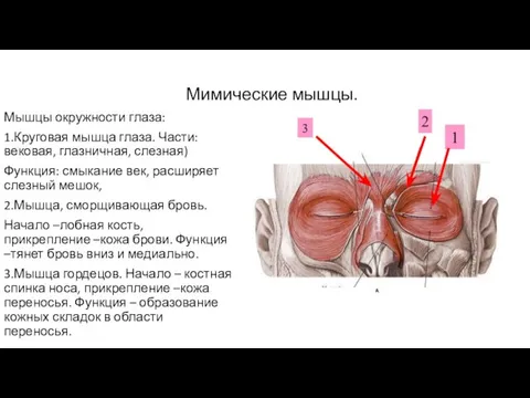 Мимические мышцы. Мышцы окружности глаза: 1.Круговая мышца глаза. Части: вековая, глазничная, слезная)