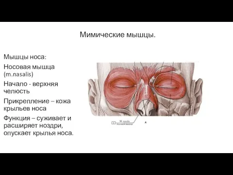 Мимические мышцы. Мышцы носа: Носовая мышца(m.nasalis) Начало - верхняя челюсть Прикрепление –