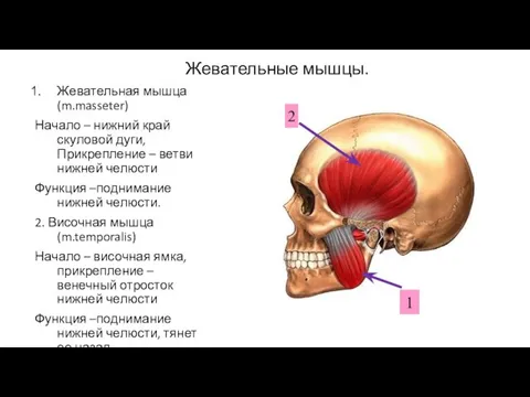 Жевательные мышцы. Жевательная мышца(m.masseter) Начало – нижний край скуловой дуги, Прикрепление –