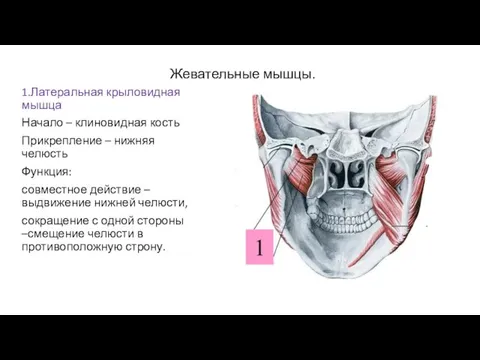 Жевательные мышцы. 1.Латеральная крыловидная мышца Начало – клиновидная кость Прикрепление – нижняя