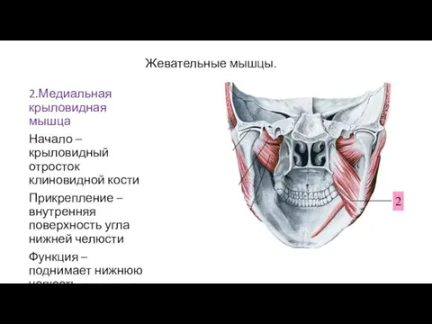 Жевательные мышцы. 2.Медиальная крыловидная мышца Начало – крыловидный отросток клиновидной кости Прикрепление